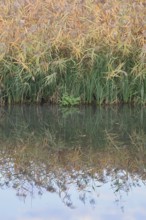 Reed (Phragmites australis, Phragmites communis) at a pond in autumn, North Rhine-Westphalia,