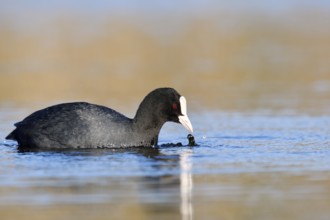 Eurasian Coot or coot rail (Fulica atra) eats water plants, North Rhine-Westphalia, Germany