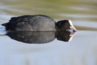 Eurasian Coot or coot rail (Fulica atra) swimming with mirror image, North Rhine-Westphalia,