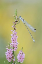 Emerald Damselfly (Lestes sponsa), male with dewdrops on flowering heather (Calluna vulgaris),