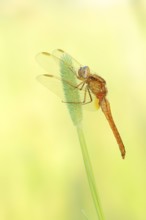 Scarlet Dragonfly (Crocothemis erythraea), freshly hatched male, North Rhine-Westphalia, Germany