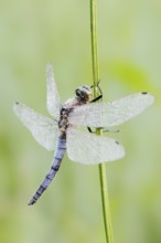 Black-tailed Skimmer (Orthetrum cancellatum), male with dewdrops, North Rhine-Westphalia, Germany