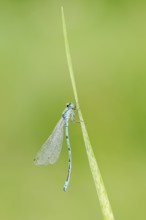 Horseshoe damselfly (Coenagrion puella), male with dewdrops, North Rhine-Westphalia, Germany