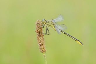 Western Clubtail (Gomphus pulchellus) with dewdrops, North Rhine-Westphalia, Germany