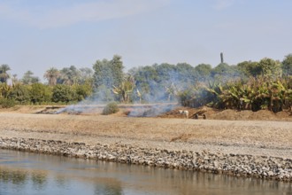 Banana plantation on the banks of the Nile, Egypt