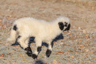 A Valais Blacknose lamb (Avis Aries) runs across a frost-covered pasture in early morning light.