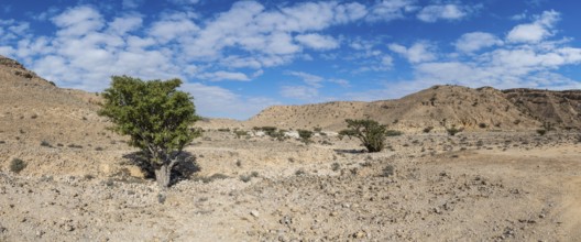 Frankincense trees (Burseraceae) in a barren landscape, Oman