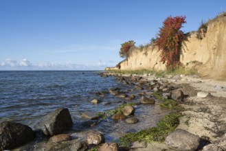 Cliffs on the shores of the Baltic Sea, autumn colors, Klein Zicker, Mönchgut, Rügen island, Baltic