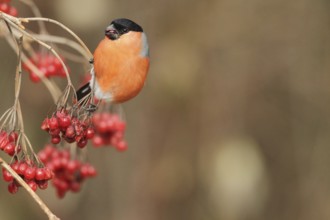 Bullfinch (Pyrrhula pyrrhula) Male eats berries of the common snowball bush (Viburnum opulus)