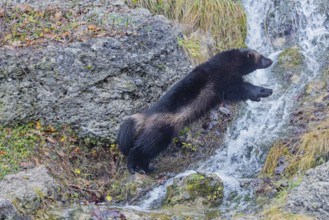 A wolverine (Gulo gulo) jumps over a small stream on a rocky slope covered with green vegetation.