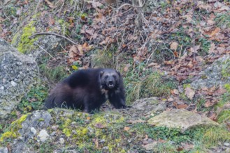 A wolverine (Gulo gulo) stands on a rocky slope covered in green vegetation. Finland