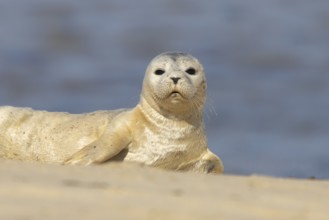 Common or Harbor or Harbour seal (Phoca vitulina) adult animal on a seaside beach, England, United