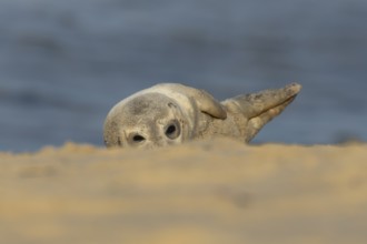 Common or Harbor or Harbour seal (Phoca vitulina) adult animal relaxing on a seaside beach,