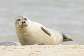 Common or Harbor or Harbour seal (Phoca vitulina) adult marine animal resting on sand on a beach,