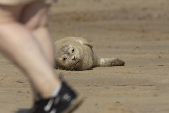 Common or Harbor or Harbour seal (Phoca vitulina) adult animal resting on a seaside beach with a