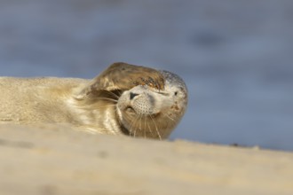 Common or Harbor or Harbour seal (Phoca vitulina) adult animal resting on sand on a beach, England,