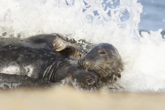 Atlantic grey seal (Halichoerus grypus) two adult animals in love courting in the breaking waves of
