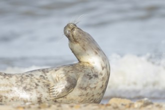 Atlantic grey seal (Halichoerus grypus) adult animal on a seaside beach, England, United Kingdom