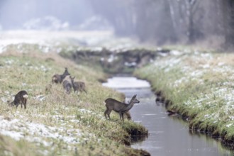 Roe deer (Capreolus capreolus), Emsland, Lower Saxony, Germany
