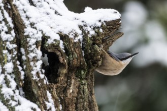 Nuthatch (Sitta europaea), Emsland, Lower Saxony, Germany