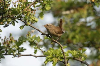 Eurasian wren (Troglodytes troglodytes) adult garden bird on a tree branch in summer, England,