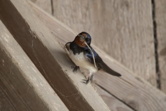 Barn swallow (Hirundo rustica) adult bird with nest material in its beak in summer, England, United