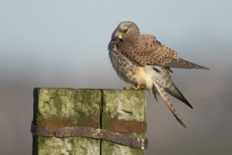 Common kestrel (Falco tinnunculus) adult falcon bird of prey on a wooden post, England, United