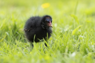 Moorhen (Gallinula chloropus) juvenile baby bird on a grass lawn in summer, England, United Kingdom