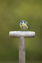 Blue tit (Cyanistes caeruleus) adult garden bird on a fork handle in autumn, England, United