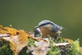 Eurasian nuthatch (Sitta europaea) adult bird searching for food in a woodland in autumn, Wales,