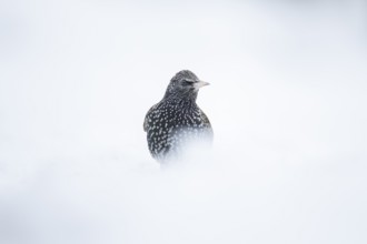 Eurasian starling (Sturnus vulgaris) adult garden bird in snow in winter, England, United Kingdom
