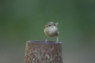 Eurasian wren (Troglodytes troglodytes) adult bird on a piece of metal in a garden with food in its
