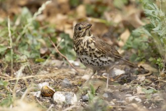 Song thrush (Turdus philomelos) adult garden bird in a flower border in summer, England, United