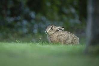 European brown hare (Lepus europaeus) adult wild animal in a garden in summer, England, United
