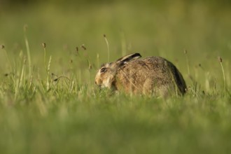 Brown hare (Lepus europaeus) adult wild animal in grassland in summer, England, United Kingdom