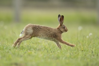 Brown hare (Lepus europaeus) adult wild animal running in grassland in summer, England, United