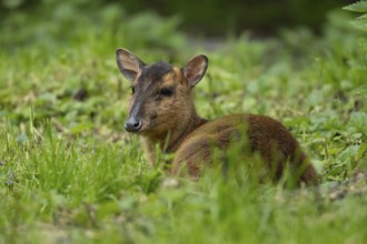 Muntjac deer (Muntiacus reevesi) adult wild animal in grassland in summer, England, United Kingdom