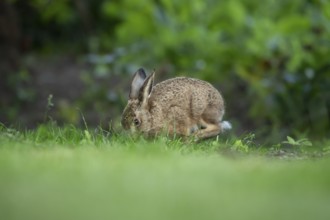 European brown hare (Lepus europaeus) adult wild animal feeding on a garden grass lawn in summer,