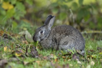 Rabbit (Oryctolagus cuniculus) adult animal eating a leaf, Wales, United Kingdom