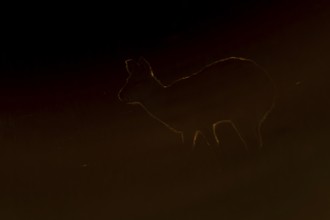 Chinese water deer (Hydropotes inermis) adult wild animal rimlit feeding in marshland at sunset,