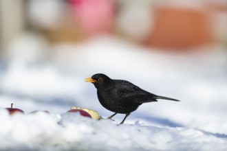 Eurasian blackbird (Turdus merula) adult male garden bird feeding on fruit on a snow covered lawn