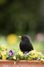 Eurasian blackbird (Turdus merula) adult male garden bird on a planter with flowering Pansy plants