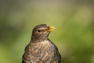 Eurasian blackbird (Turdus merula) adult female garden bird head portrait, England, United Kingdom