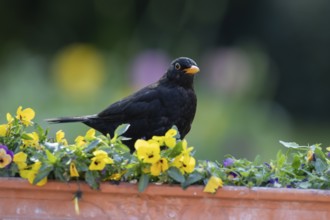 Eurasian blackbird (Turdus merula) adult male garden bird on a planter with flowering Pansy plants