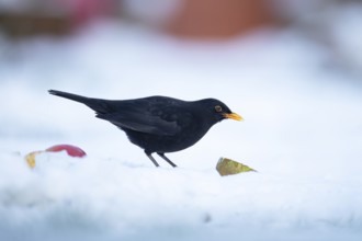 Eurasian blackbird (Turdus merula) adult male garden bird feeding on a pear fruit on a snow covered