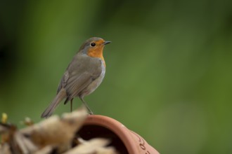 European robin (Erithacus rubecula) adult garden bird on a plant pot, England, United Kingdom