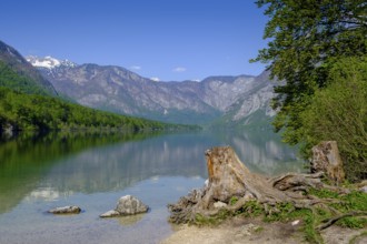 Bohinjsko jezero, Lake Bohinj, Upper Carniola, Slovenia