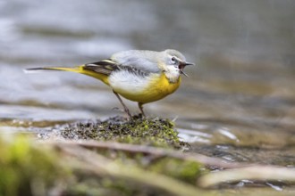 Grey wagtail (Motacilla cinerea) Germany