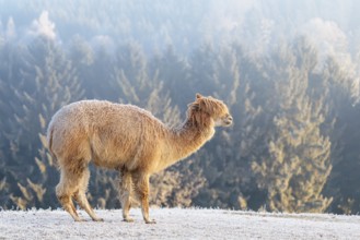 Alpaca (Vicugna pacos), white animal, adult animal, female animal, standing, frost-covered meadow,