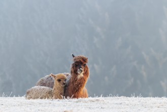 Alpaca (Vicugna pacos), mother and her young, brown animal, white animal, adult animal, female